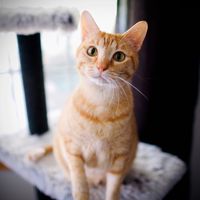 orangephil