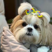 cocadalhasaapso