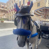 horses_and_horsefails_