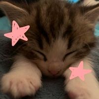 jupiter.thefailedstar