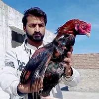 original sound - malik.adnan.aseelchakwal