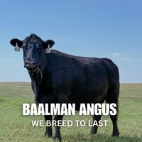 baalman_angus_genetics