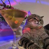 meme.aleator.brega.cife6