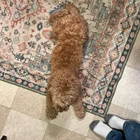 original sound - esteebell