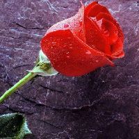 original sound - lulekujtimi1