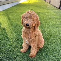 _frankiegoldendoodle