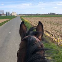 justdeschevaux