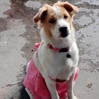 sasinachoophanthada