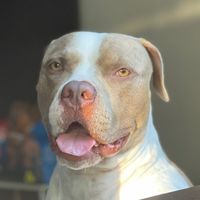 rondaamericanbully