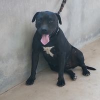 drago.preto