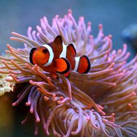 aquarium_univers