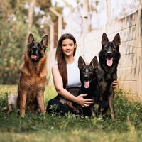 hanna.germanshepherd