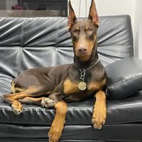donalberto_doberman