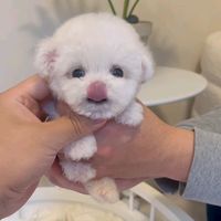 suara asli - sam.lee