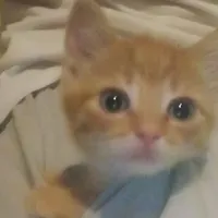 original sound - nittjhuk