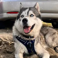 original sound - husky_blue