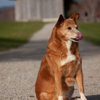 hunde_katzen_live_ip