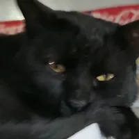 original sound - s..catt..songs