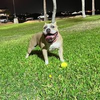 maze.bully