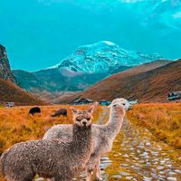 cayambelindo