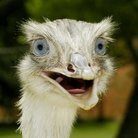 оригинальный звук