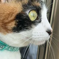 original sound - connie.lachilenita