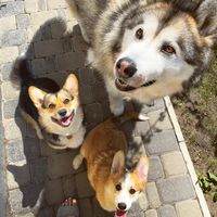 doggblogger