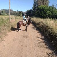 el_potrito_de_los_montes