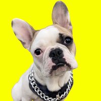 mantouthefrenchie
