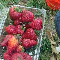 sweetstrawberr_