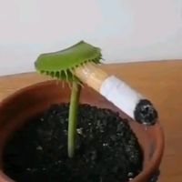 hotline boing