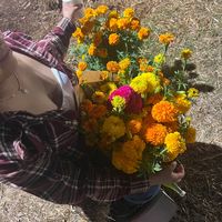 hayley_zepol