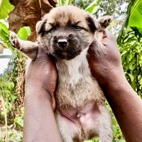 shelterfriends34