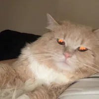 original sound - emilyallen588