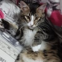 sHiUc_sHaMbAbAbAm_cHuM_SoKaTe_SuCu