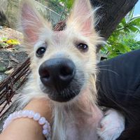 original sound - LIANpreset