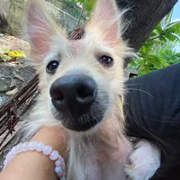 original sound - lianpreset17