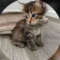 original sound - angelica_cats_rescue