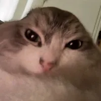 original sound - catdookiedoo