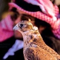 الصوت الأصلي