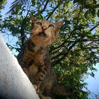 suara asli - jakbowie