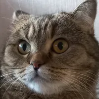 original sound - frosenka_cat