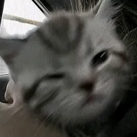 original sound - speedsonghsp