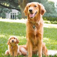 therealdaisyandpoppy