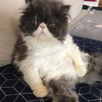 fatcat_299