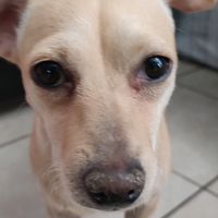 perrita_travis