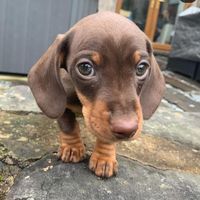 ralph_theminidasch