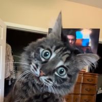 ivartheblindcatandfamily