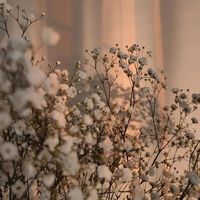 birsenbirbenn_