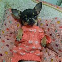 kirachihuahuabolsillo